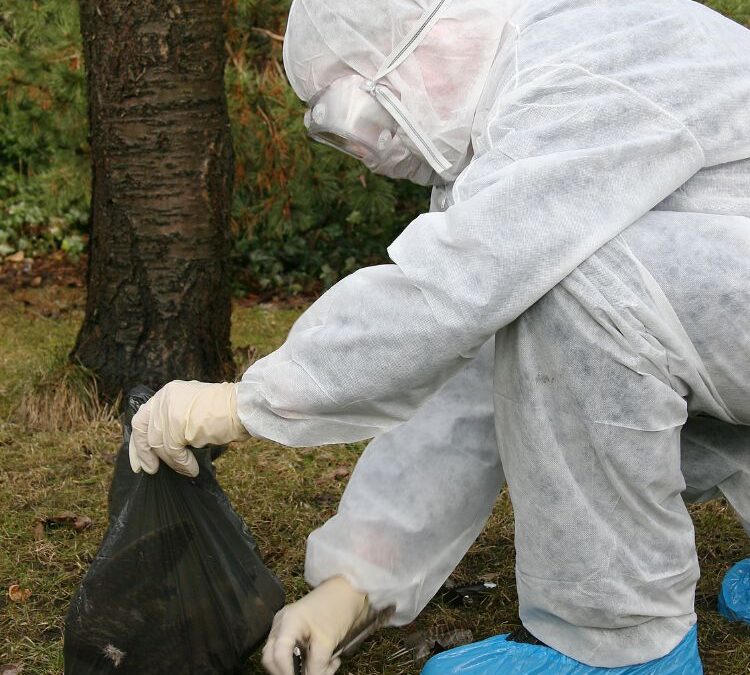 Zoönosen – vogelgriep