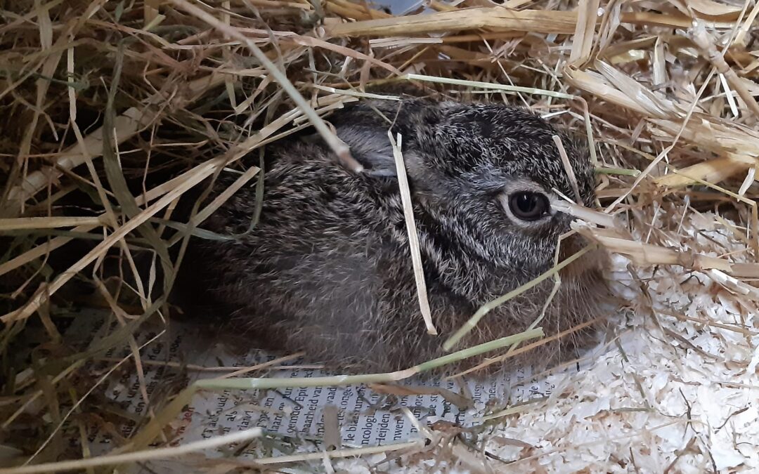 Vijftienpuntenplan Wildopvang