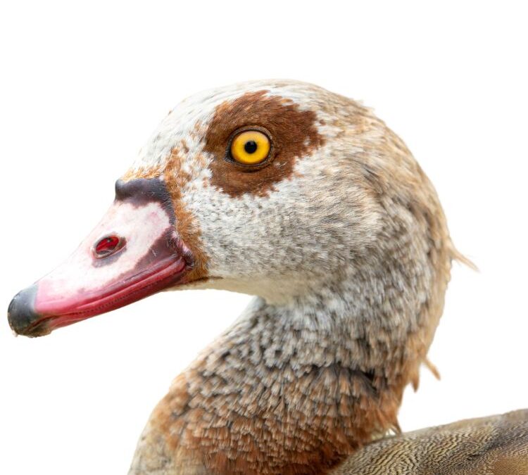 Omgang met invasieve exoten