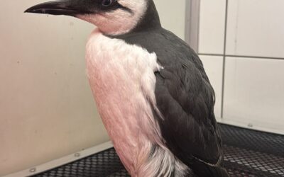 Olieramp aan de Nederlandse kust