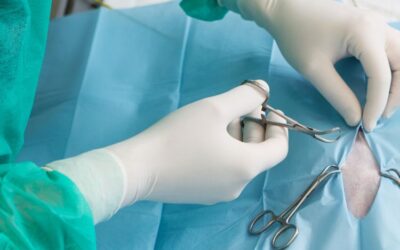 Veterinaire handelingen wildopvang