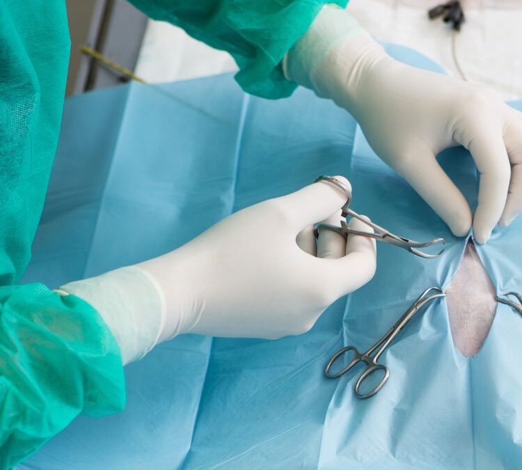 Pilot veterinaire handelingen in de wildopvang