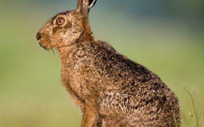 Subsidie wildopvang 2025-2029