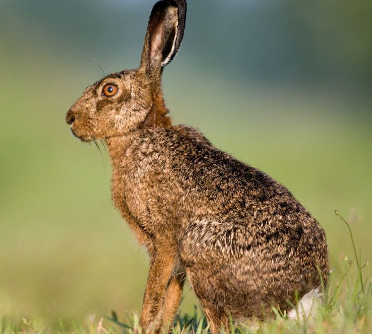 Subsidie wildopvang 2025-2029