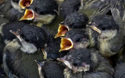 Dode Koolmezen gezocht voor onderzoek