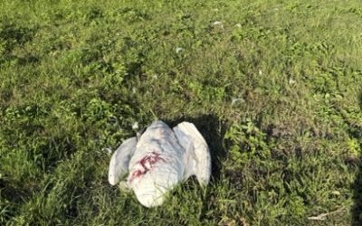 Data nodig over de impact van honden en katten op wilde dieren