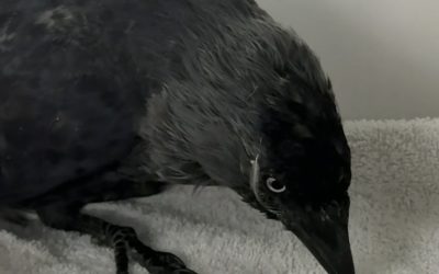Westnijlvirus bij wilde vogels – informatie vanuit DWHC